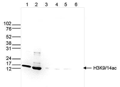 Western Blot: Histone H3 [ac Lys9, ac Lys14] Antibody [NBP2-54617]